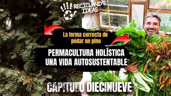 RI 19 - La forma correcta de podar un PINO - Permacultura Holística. Una vida AUTOSUSTENTABLE